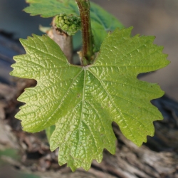 young grape leaf