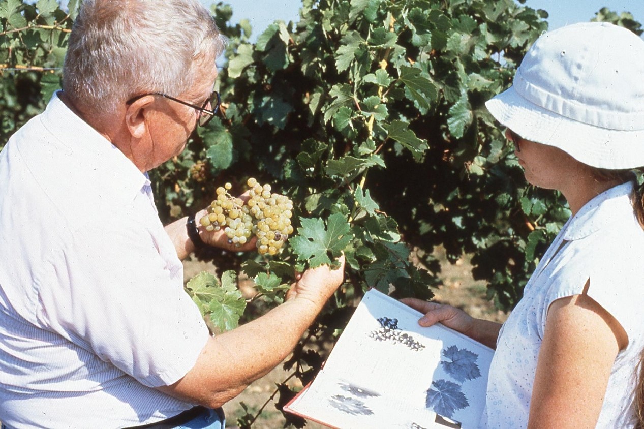 US Grapes - The Origin of FPS