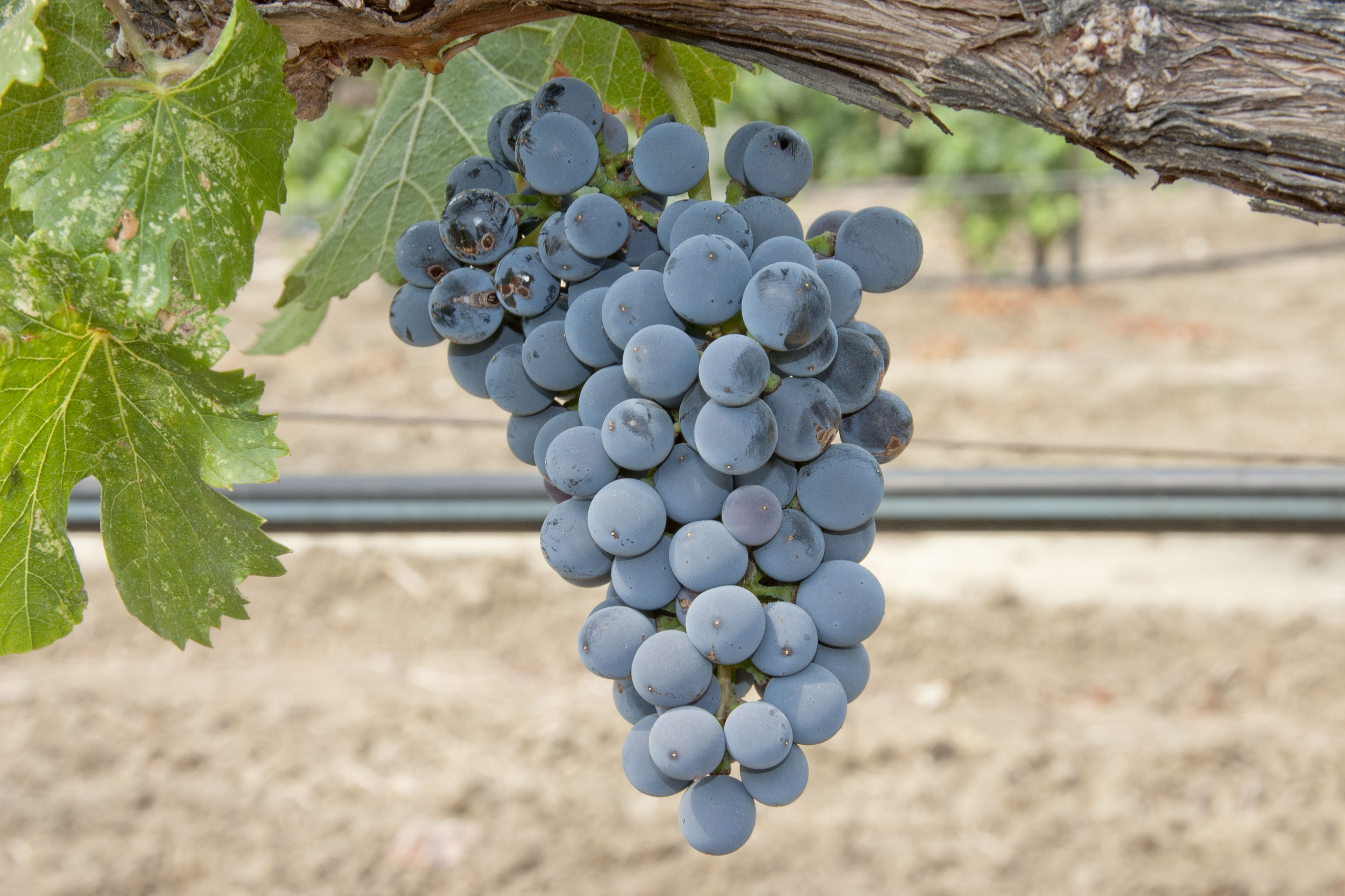 Сорт виноградного вина