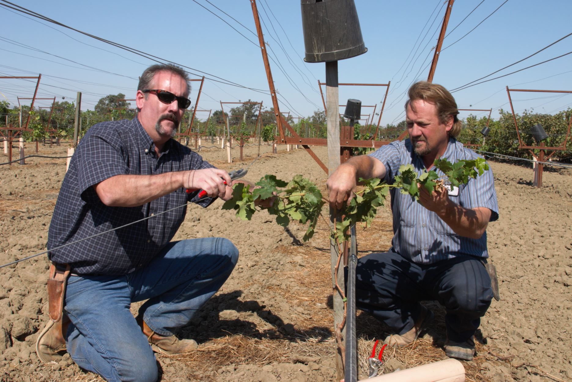 Merlot Grapevine - Bob Wells Nursery - U.S. Shipping