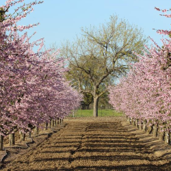 Fruit trees