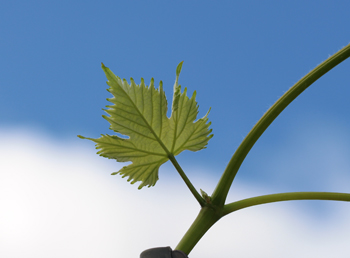 Young grape leaf against blue sky.