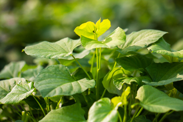 New sweet potato growth shot by Elijah Victa.