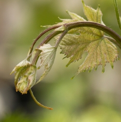 grape shoot tip