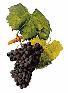 Lomanto Bunch Grape Vine