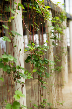 Strawberry plants cascading down table