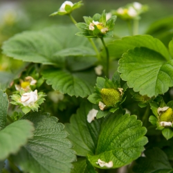 Strawberries