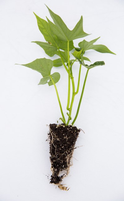 photo of green and purple sweet potato plants